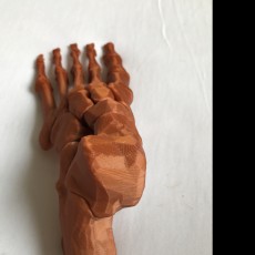 Picture of print of Skeletal Foot