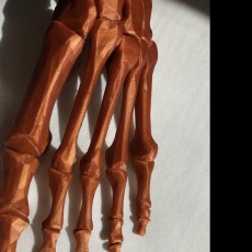 Picture of print of Skeletal Foot