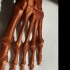 Skeletal Foot print image