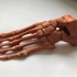 Skeletal Foot print image