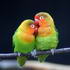 Love Birds image