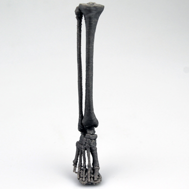 Skeleton Leg