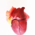 Anatomical Heart print image