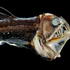 Deep Sea Viper image