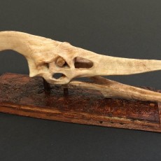 Picture of print of Pteranodon Skull This print has been uploaded by MIke Warden