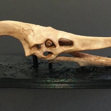 Picture of print of Pteranodon Skull This print has been uploaded by MIke Warden