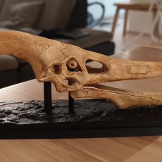 Picture of print of Pteranodon Skull