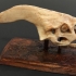 Pteranodon Skull print image