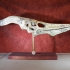 Pteranodon Skull print image