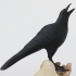 Crow - Support Free print image