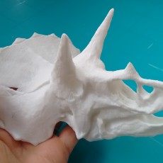 Picture of print of Triceratops Skull in Colorado, USA