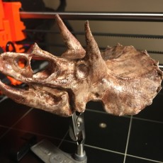 Picture of print of Triceratops Skull in Colorado, USA This print has been uploaded by Trevor Hanna