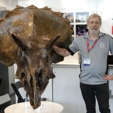 Picture of print of Triceratops Skull in Colorado, USA This print has been uploaded by Bruce Scott
