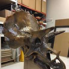 Picture of print of Triceratops Skull in Colorado, USA This print has been uploaded by Bruce Scott