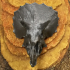 Triceratops Skull in Colorado, USA print image