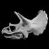 Triceratops Skull in Colorado, USA image