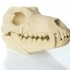 Timber Wolf Skull w/ Jaw Bone - via 3DKitbash image