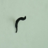 "Earworm" image