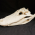 Alligator Skull print image