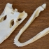 Alligator Skull image