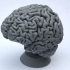 Human Brain image