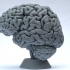 Human Brain image