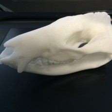 Picture of print of Skull of a virginia opossum