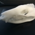 Skull of a virginia opossum print image