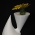 Double Vase Tornado-cone image