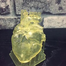 Picture of print of Human Heart This print has been uploaded by Wanhao 3D Printers