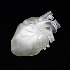 Picture of print of Human Heart This print has been uploaded by Giulia Nallbani