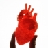 Human Heart image