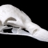 Skull of a Griffon Vulture (Gyps vulvus) image