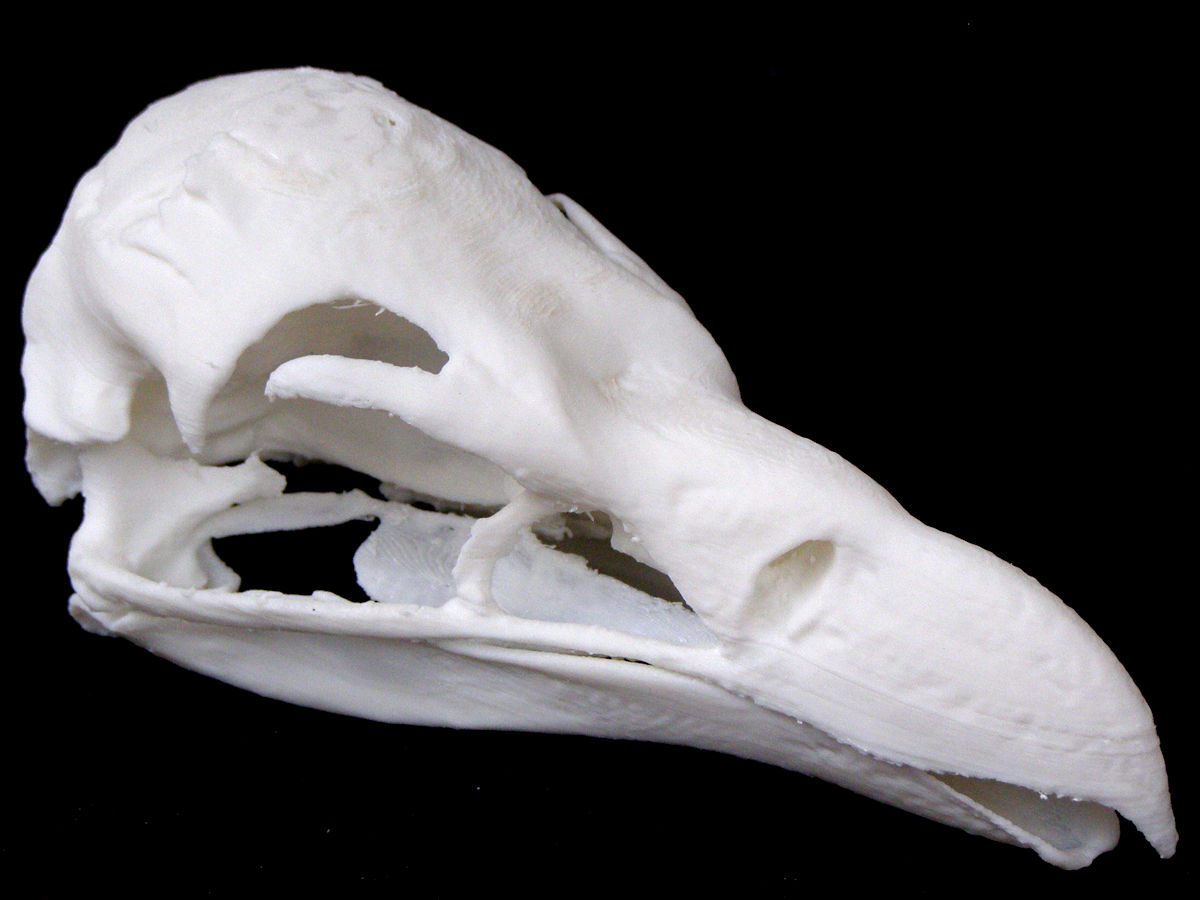 Skull of a Griffon Vulture (Gyps vulvus)