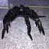 Articulated Facehugger print image