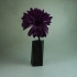 poppy's perfect vase image