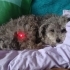 Portable remotely controlled LASER POINTER image