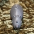Rhinoceros (Nikoss'Animals) image