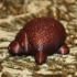 Hedgehog (Nikoss'Animals) image