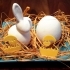egg chicken image