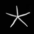 Blue Sea Star image