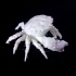 Dark Finger Reef Crab image