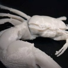 Picture of print of Fiddler crab