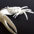 Fiddler crab image