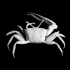 Fiddler crab image