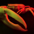 Fiddler crab print image