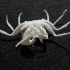 Ghost Crab image