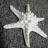 Horned Sea Star image