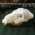 Destiny Young Ahamkara's Spine (Skull Only) image