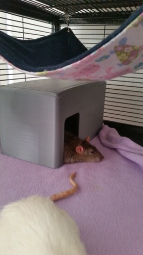 Small Animal House (rats/mice/hamster)